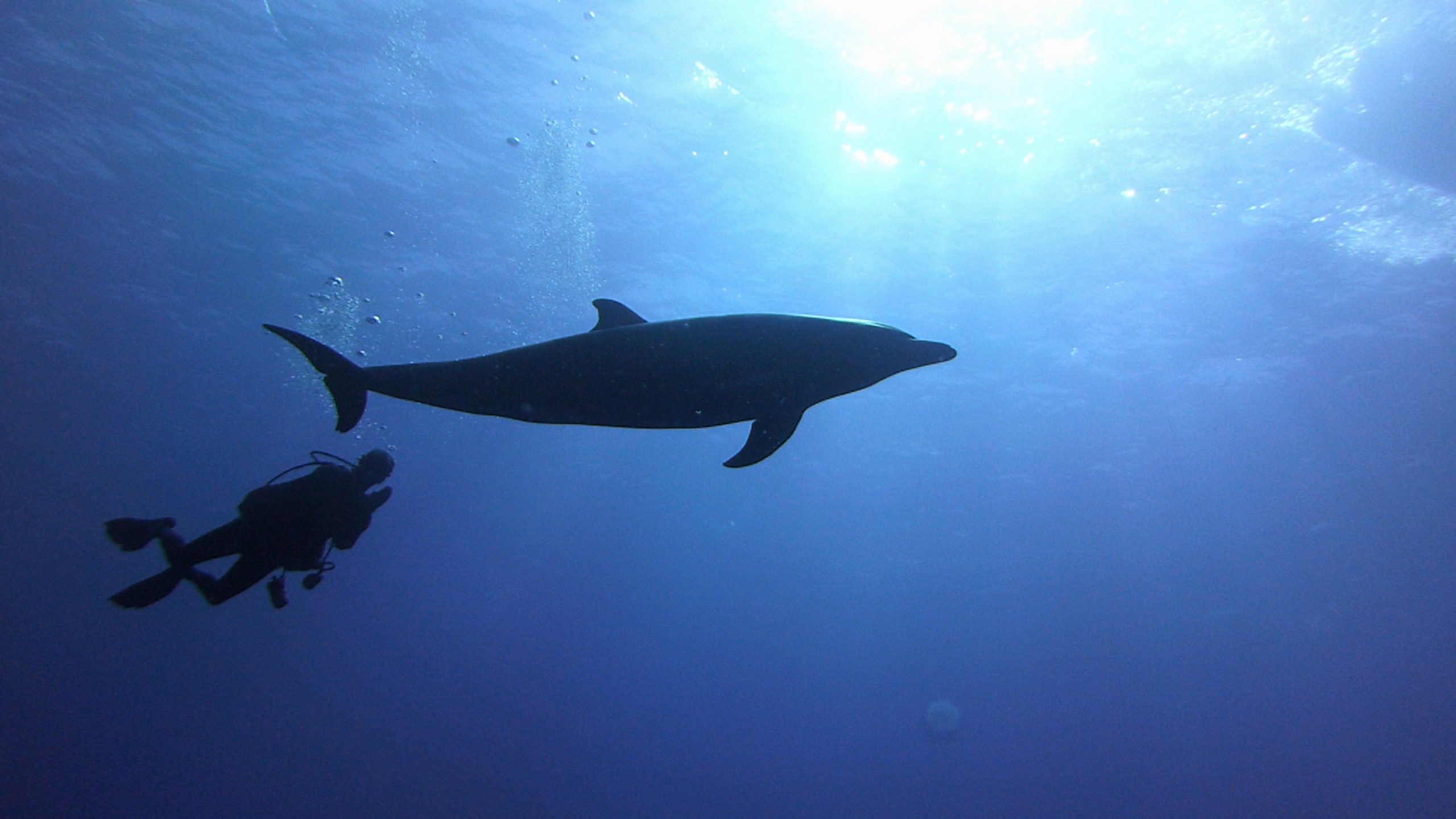 Diving with bottlenose dolphins Tiputa Pass, Rangiroa, French Polynesia 2023.